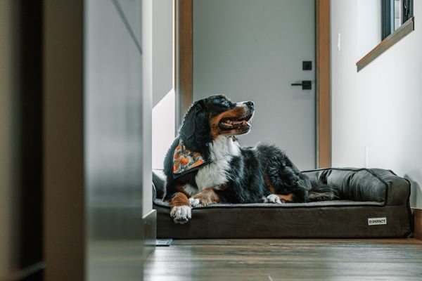 Chien détecteur de punaise de lit : les prix détaillés à paris